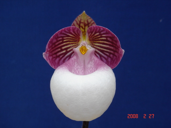 micranthum var. eburneum2.jpg