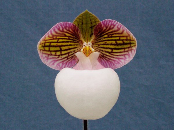 micranthum var. eburneum3.jpg