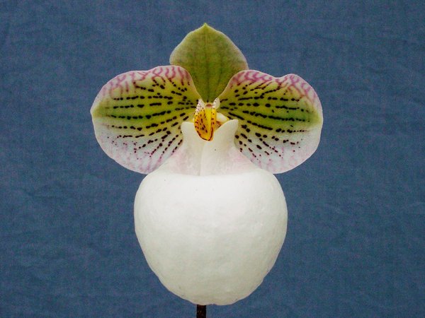 micranthum var. eburneum4.jpg