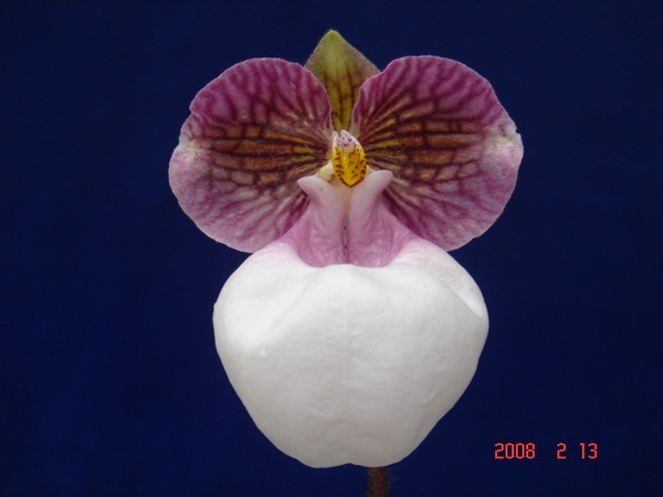 micranthum var. eburneum5.jpg