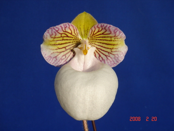 micranthum var. eburneum6.jpg