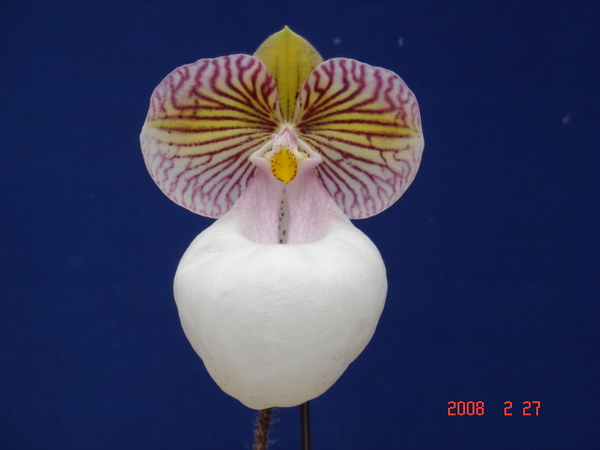 micranthum var. eburneum7.jpg