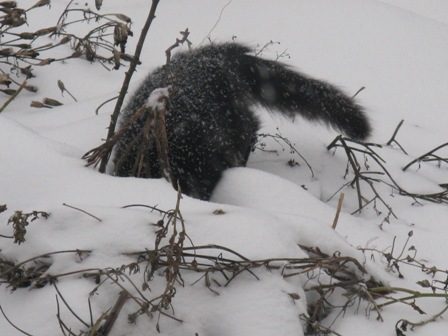 О, миФка-норУшка)))