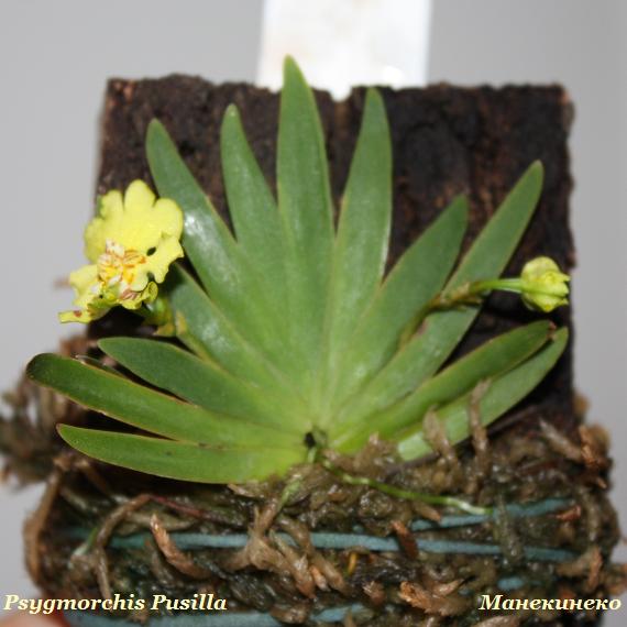 Psygmorchis Pusilla.jpg