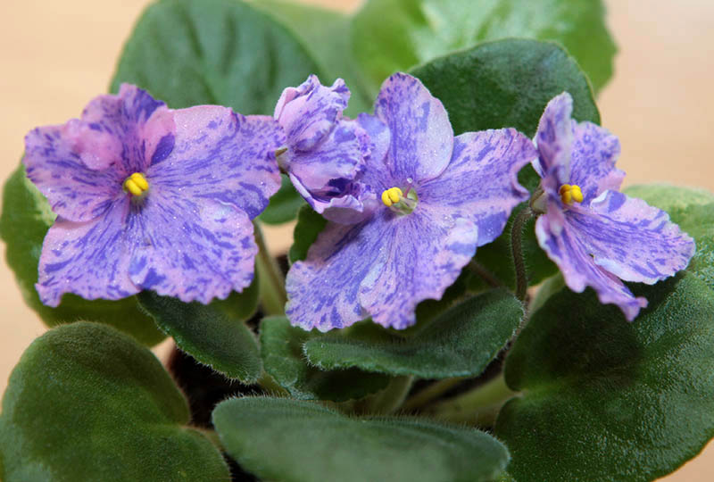 Flowerland Via Lactea.jpg