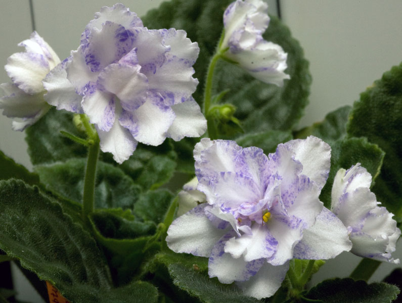 Neptune Оewels2.jpg