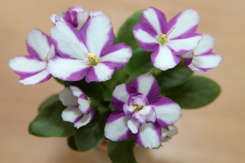 Rob's Kid Wheezy.jpg