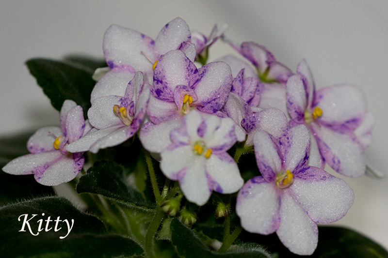 Sora Patty Ann02.jpg