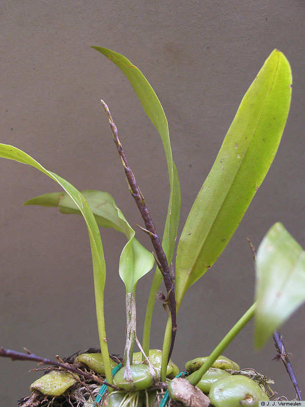 Bulbophyllum_lanuginosumJV_006105d%203557.jpg