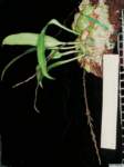 bulbophyllum_lanuginosumpo_57img0035_small.jpg