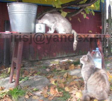 мурчалки на водопое.jpg