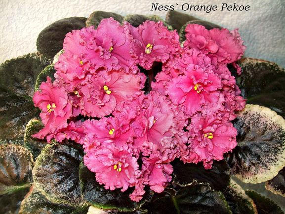 Ness` Orange Pekoe y.JPG