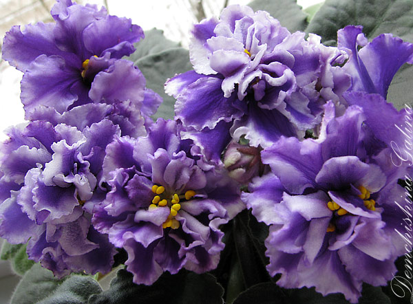 Кентавр-2 (Диметрис)