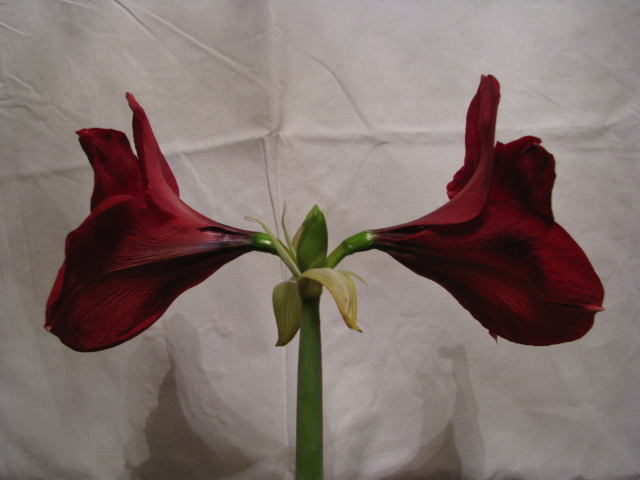 Красавица Бенфика