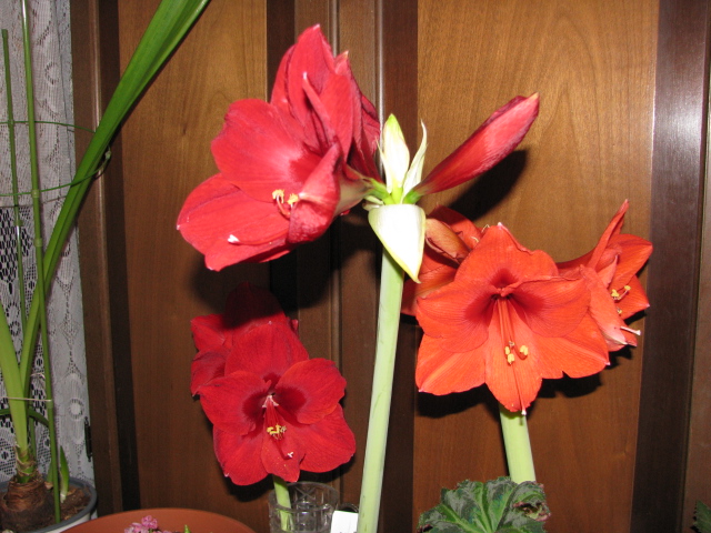 Грациозная группа