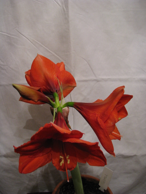 Телстар. Вид сверху