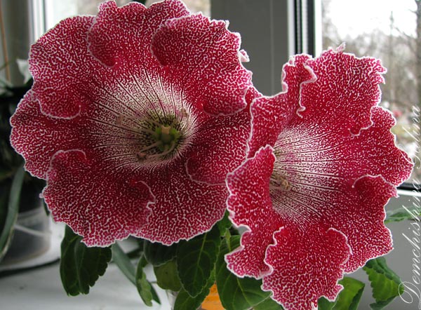 Малиновая жемчужница (J.Evans)