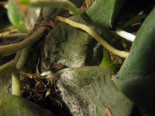 этот пошире и плоский