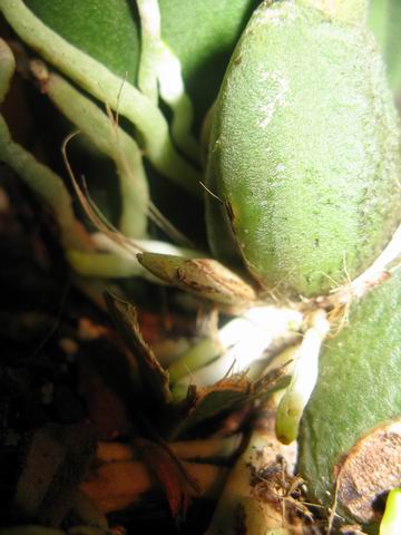 а этот кругленький