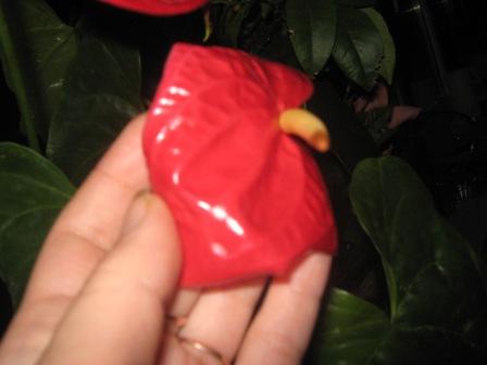 Копия IMG_0066.JPG