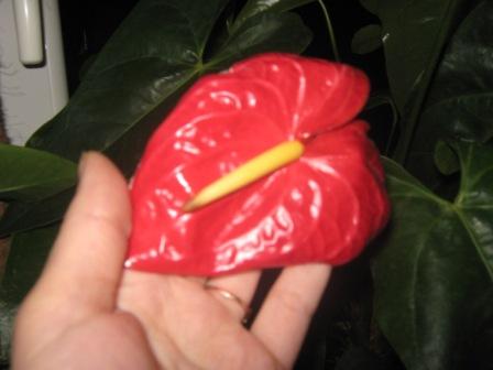 Копия IMG_0065.JPG