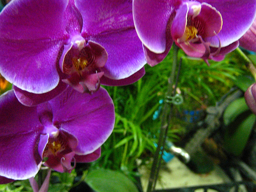 Dtps Ruby Lin Beauty 1.jpg