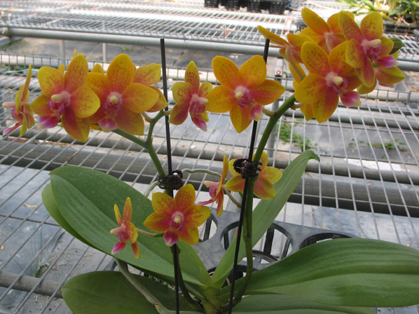 DtpsTying Shing Phoenix.jpg