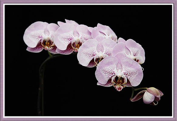 Dtps Leopard Prince F1138.jpg