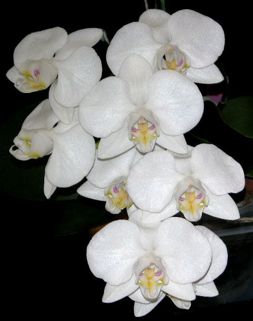 Phal amabilis.jpg