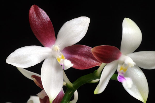 Phal_tetraspis%20'c-1'-5.jpg