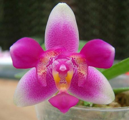 P violacea x Betris x p violacea.jpg