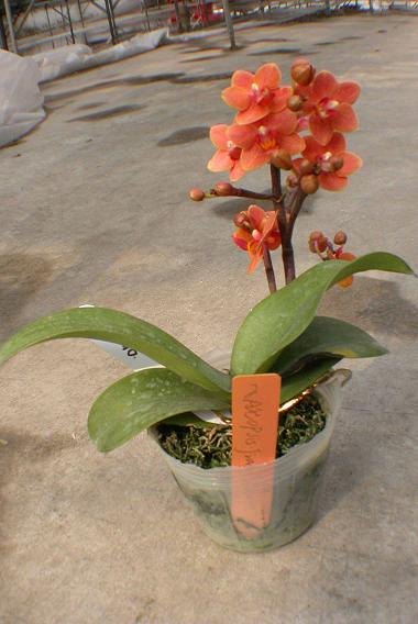 Ascopsis Jiaho Orange.jpg