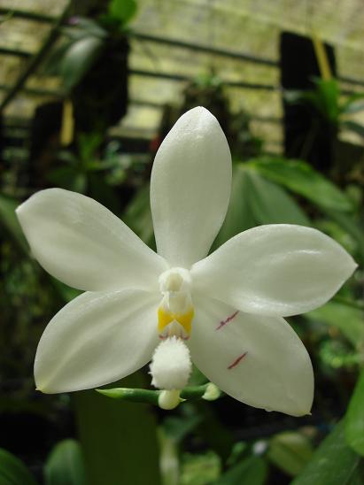 Phal tetraspis.jpg