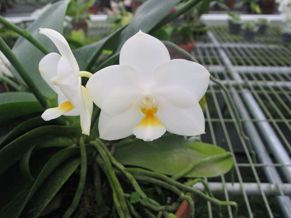 Phal Tzu Chiang Chrisna P Timothy Christopher x P Yungho Geld Canary.jpg