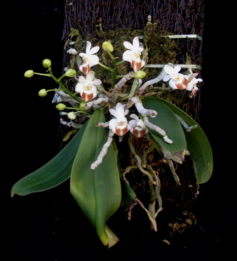 Phal lobbii.JPG