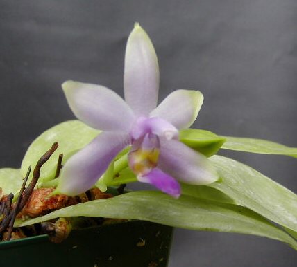 Phal violacea.jpg
