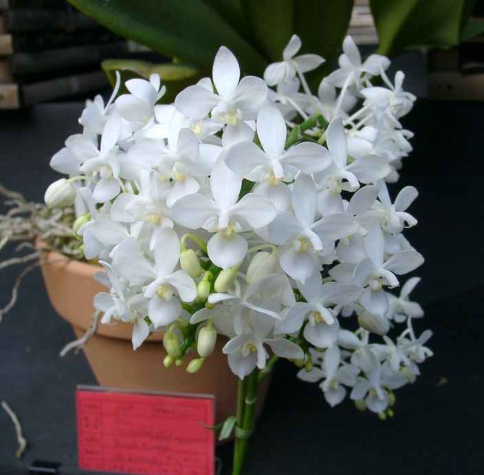 Phal equestris  alba.jpg