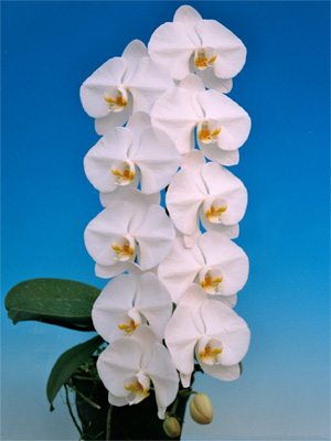 Phal Sogo Yukidian’’V3’’.jpg
