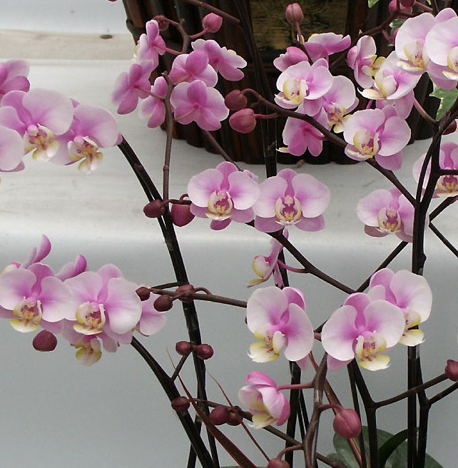 Phal.Nabby’s Amy.jpg