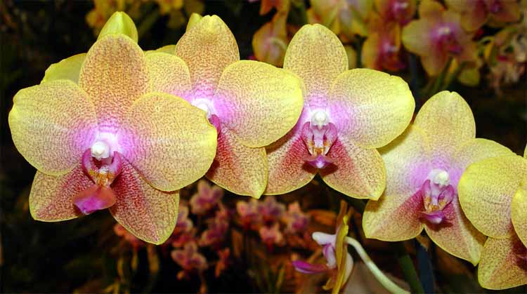phal_brothersaragold_493.jpg