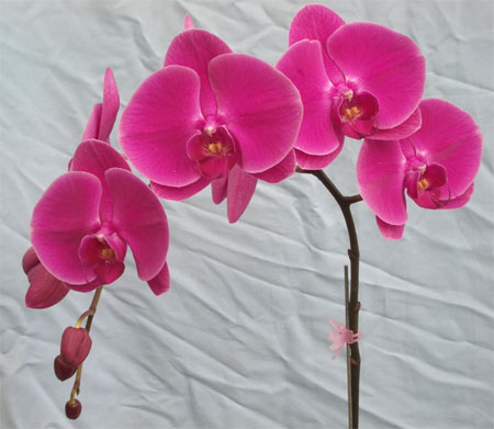 Dtps Jiuhbao Red Rose.jpg