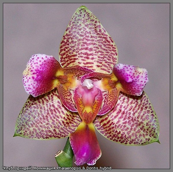 P Joy Fairy Tale Joy.jpg