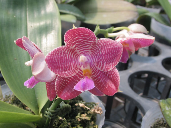 P Afrian Queen x Gold Lsels x P lueddenaniana.jpg