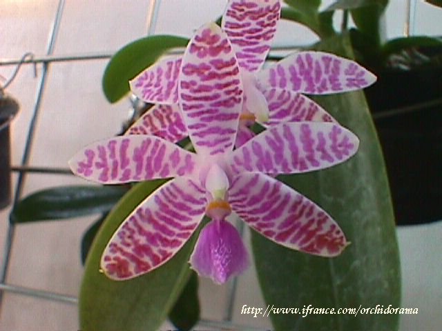 phal_lueddemanniana02.jpg