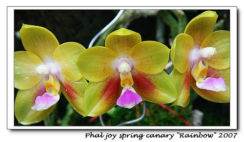 PJoy Spring Canary Rainbow.jpg