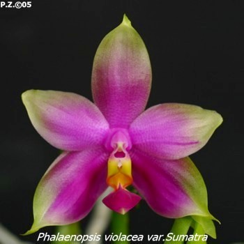 P violacea  sumatra.jpg