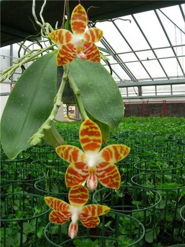 Phal Amboinensis var flavida.jpg