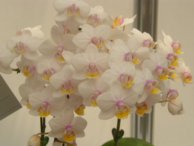 phal_lius_fantasy_angel.jpg