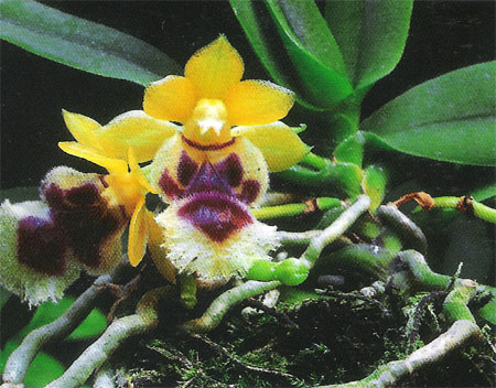 haraellaretrocalla_taiwan_fragrant_orchid.jpg