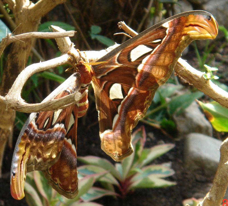 ночн бабочка.jpg